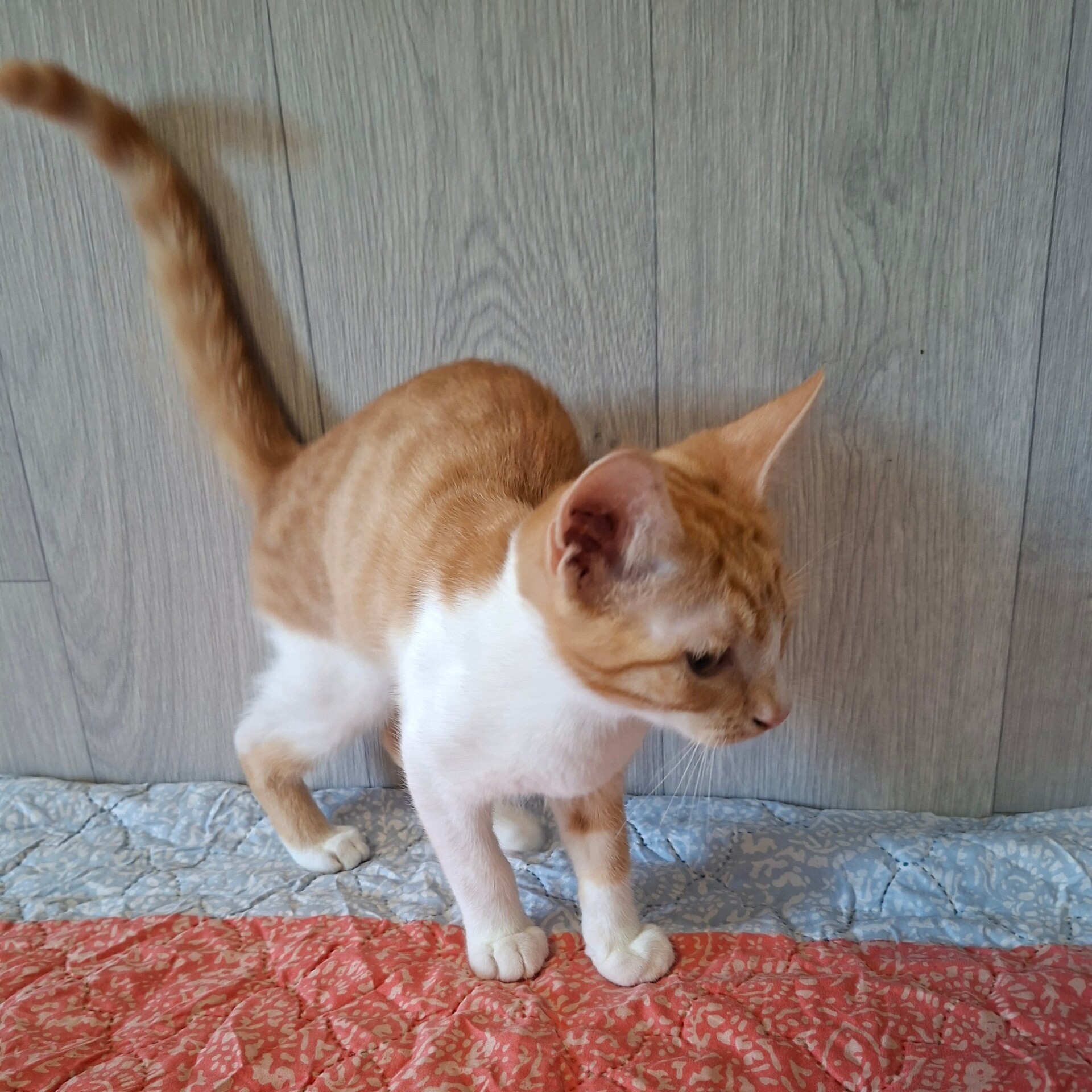 Adopter BRADBURY