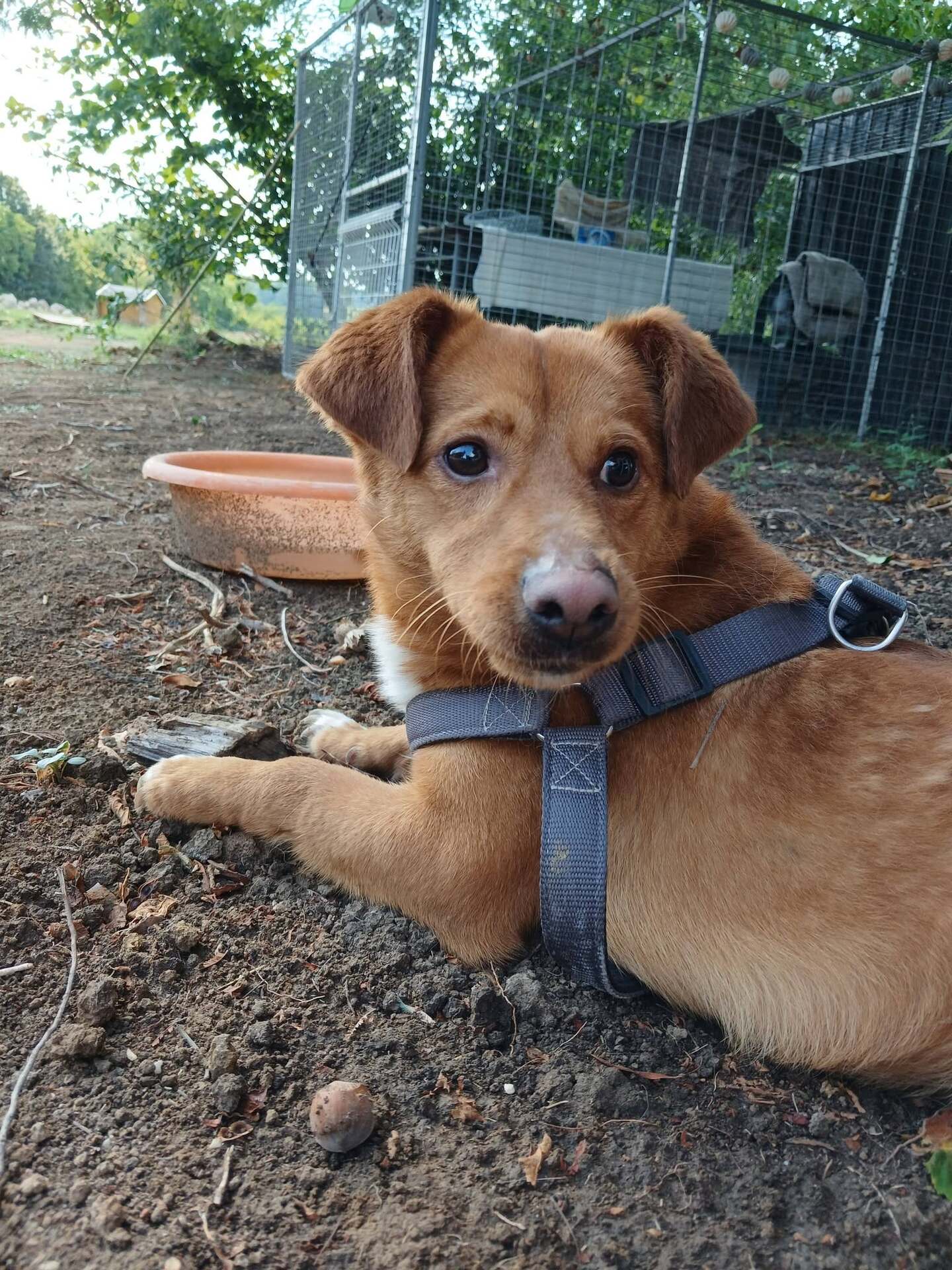 Adopter Lucky 