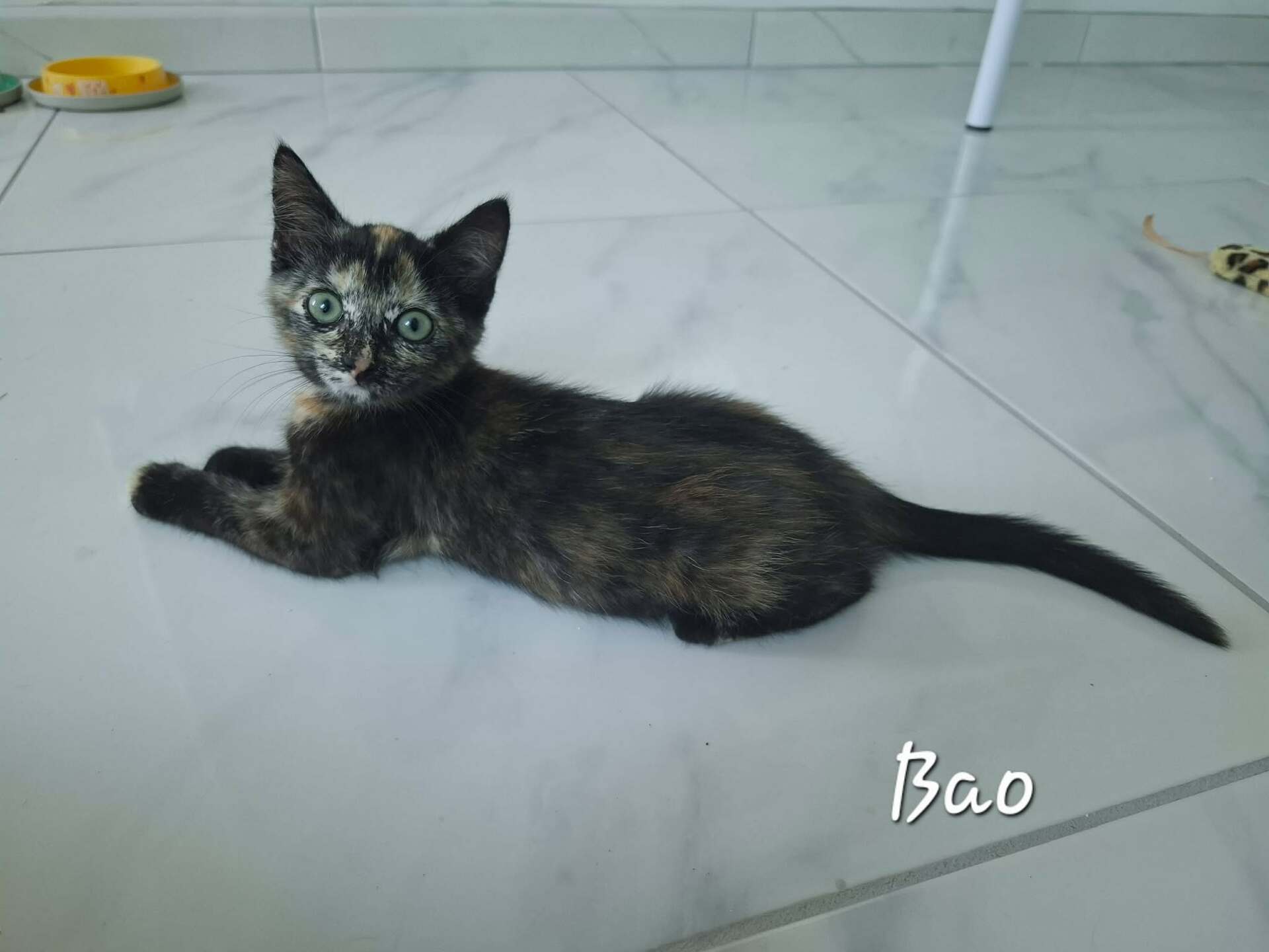 Adopter bao