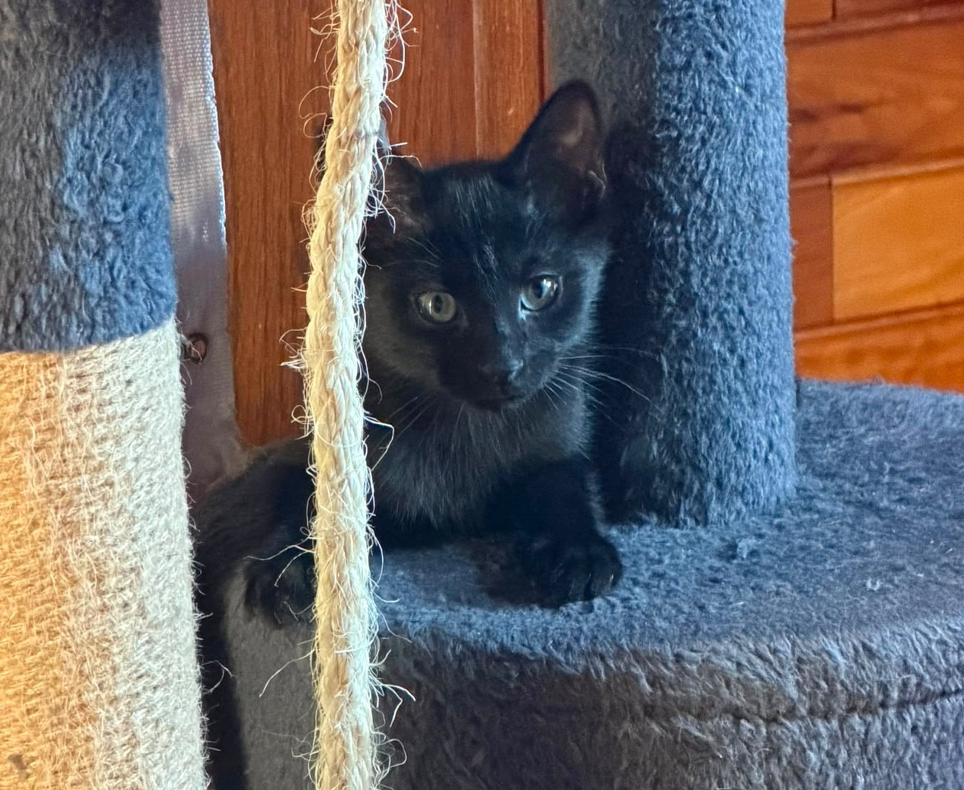 Adopter Burton