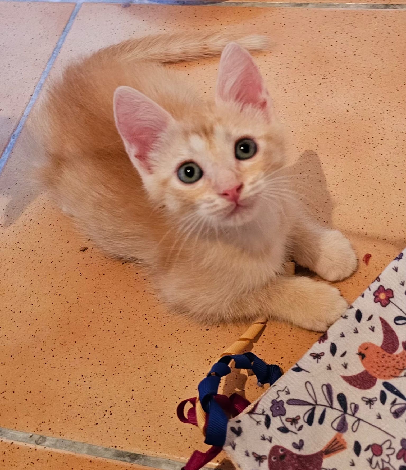 Adopter Bambi