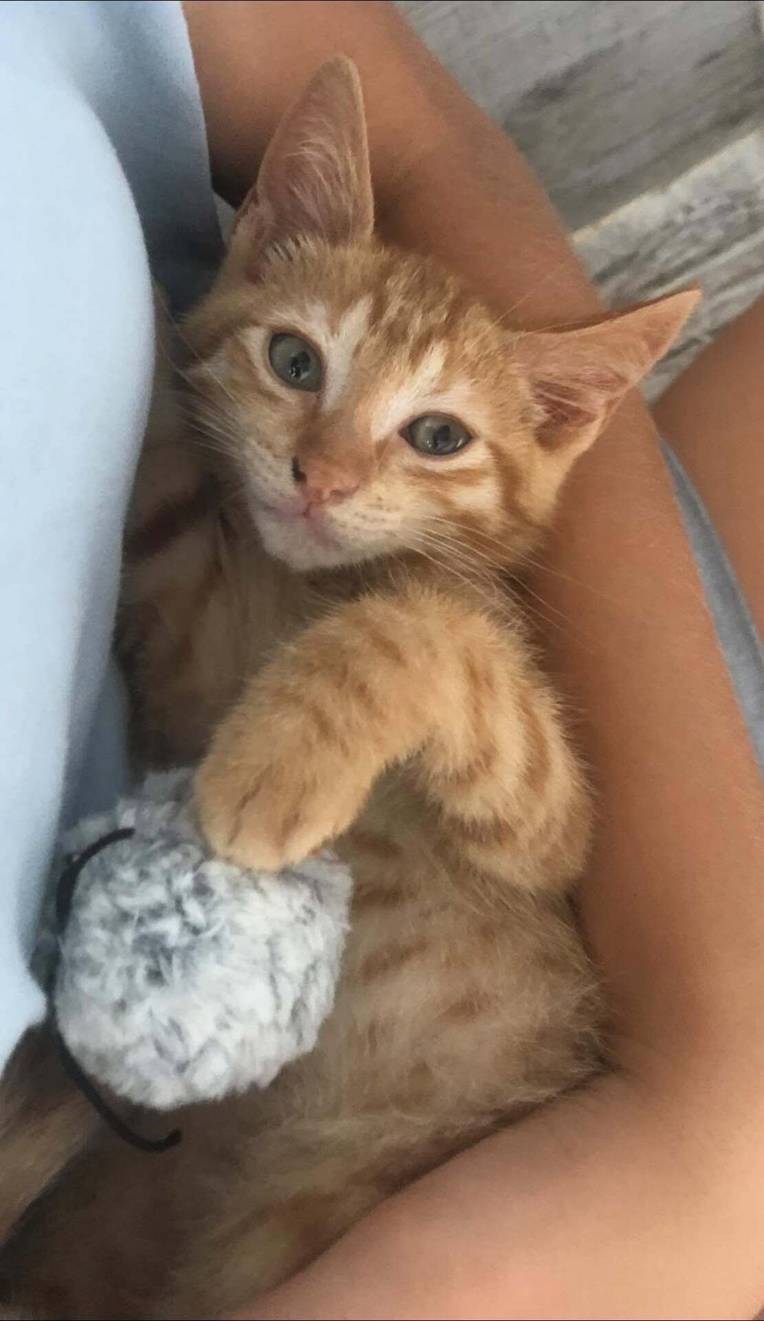 Adopter CHARLES