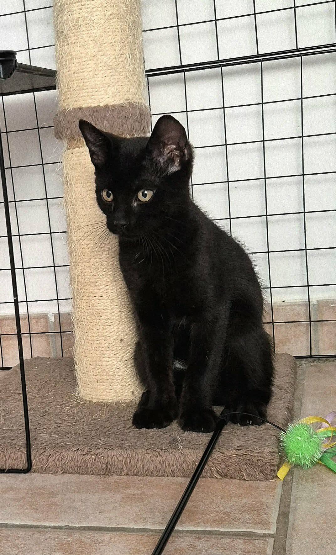 Adoption REGLISSE