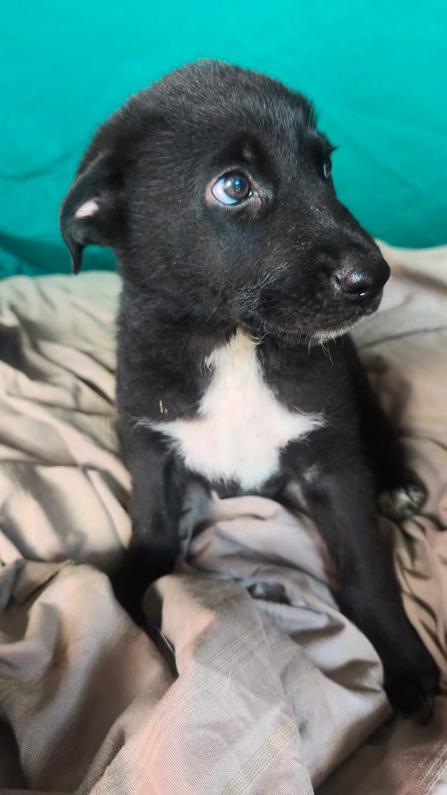 Adopter CALLOU