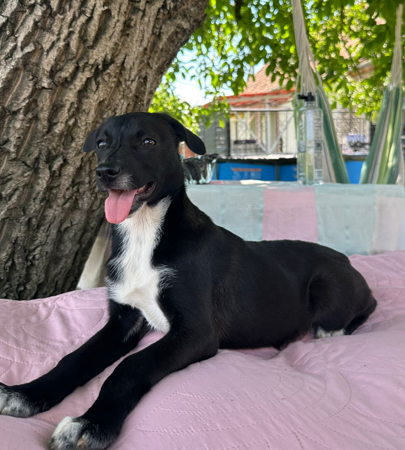 Adopter Xena
