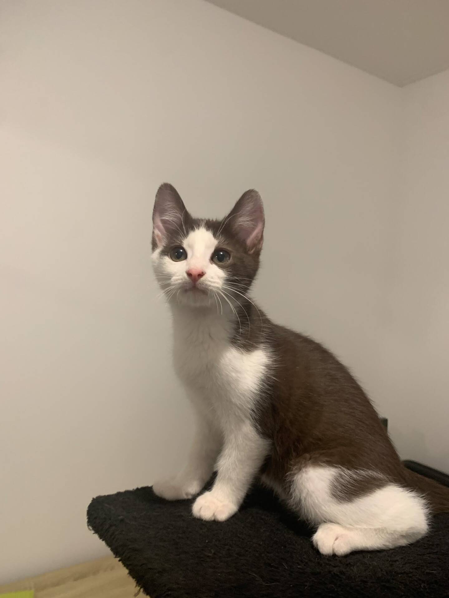 Adopter Kay
