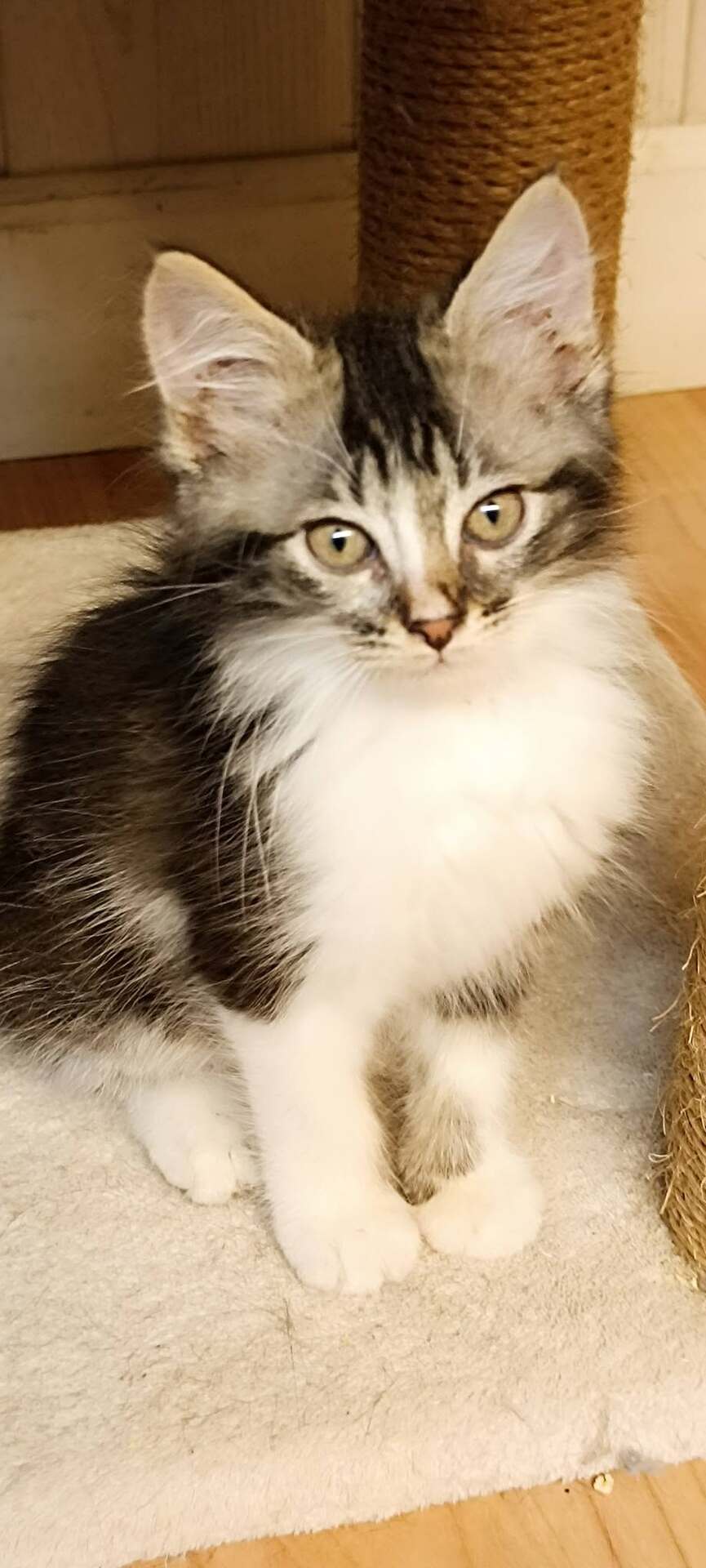 Adopter Brandy