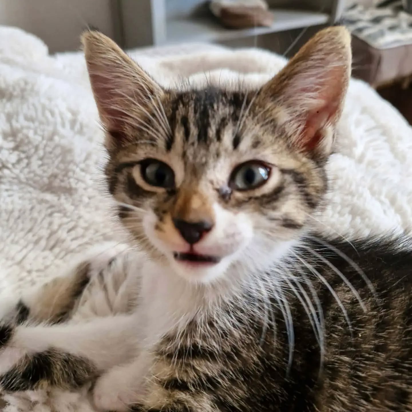 Adopter BALOU