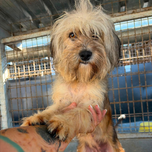 Adopter LISSA