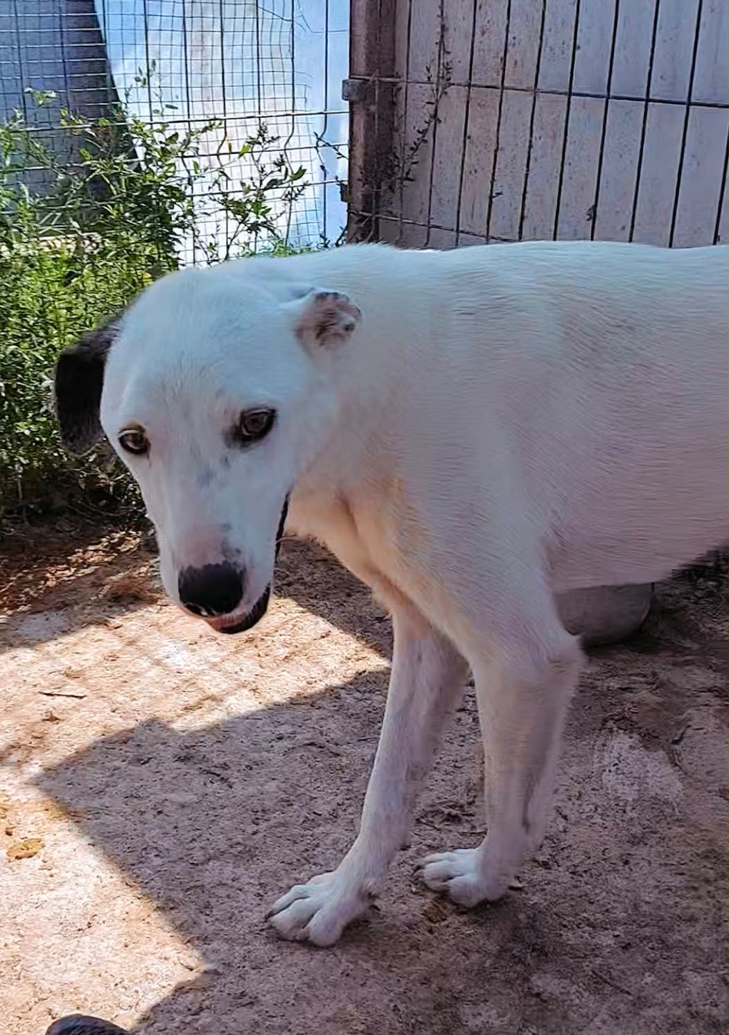 Adopter PIPPI