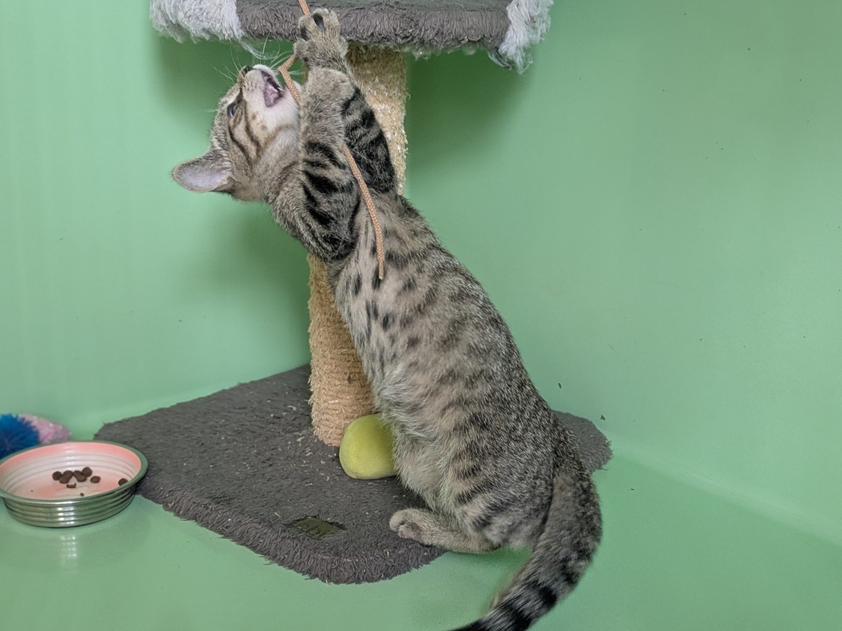 Adopter BETISE