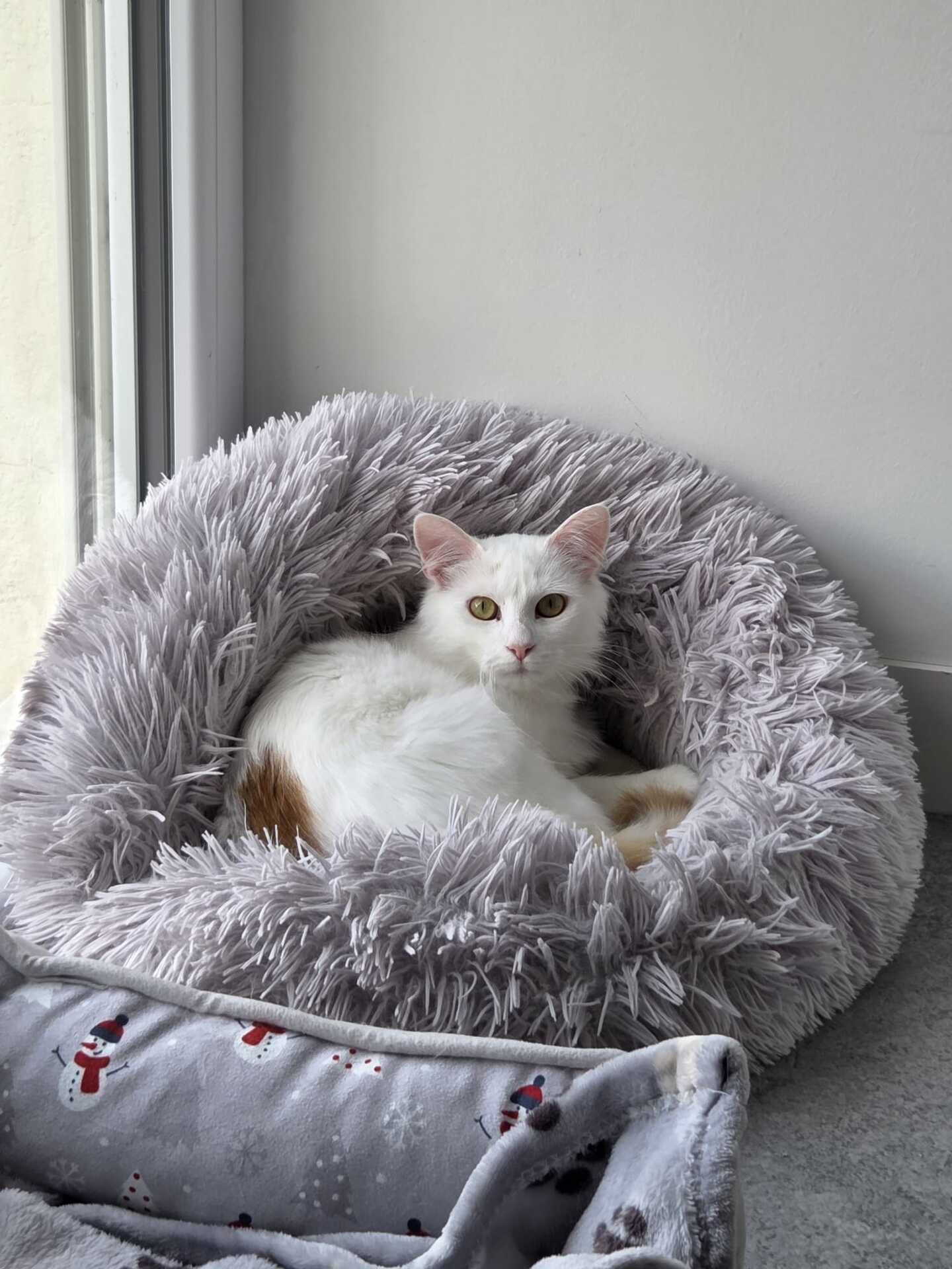 Adopter Alaska