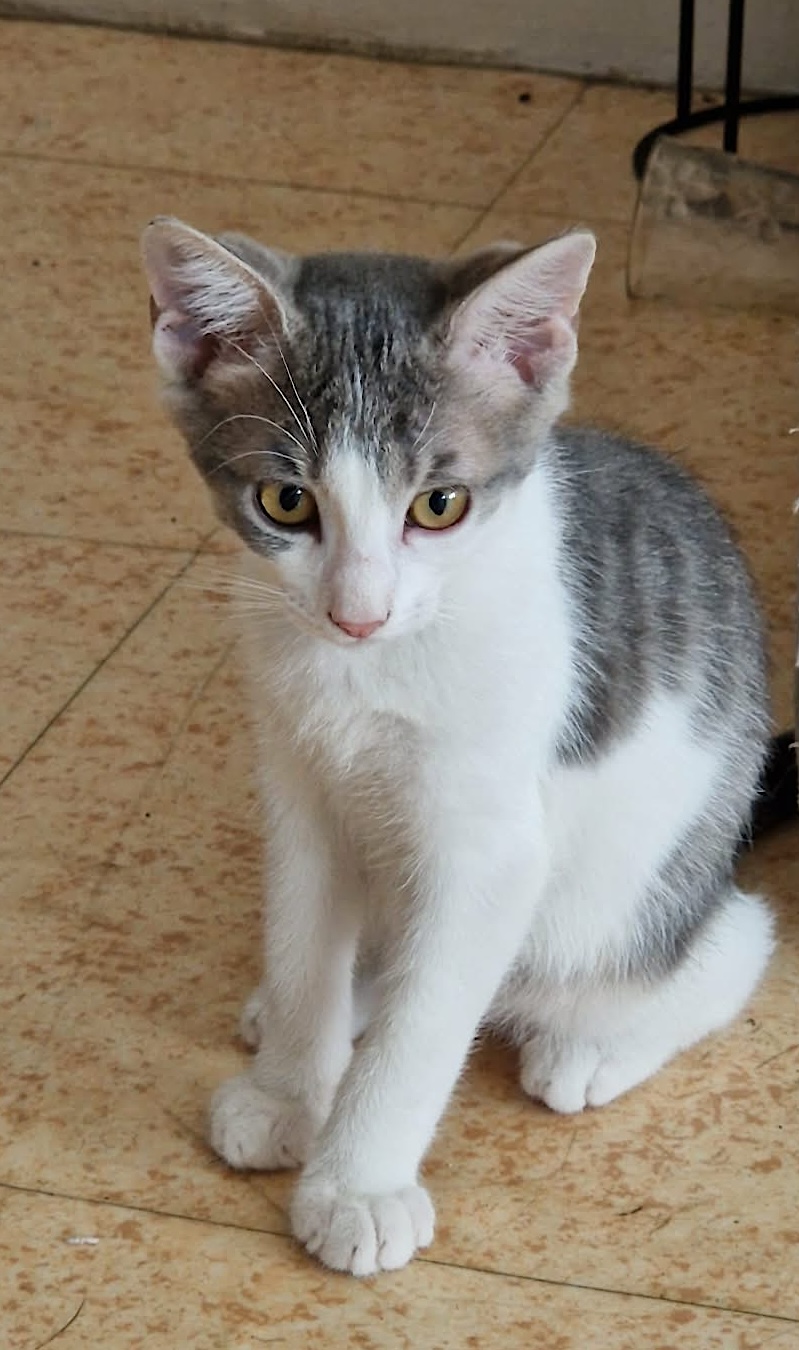 Adopter GRISOU