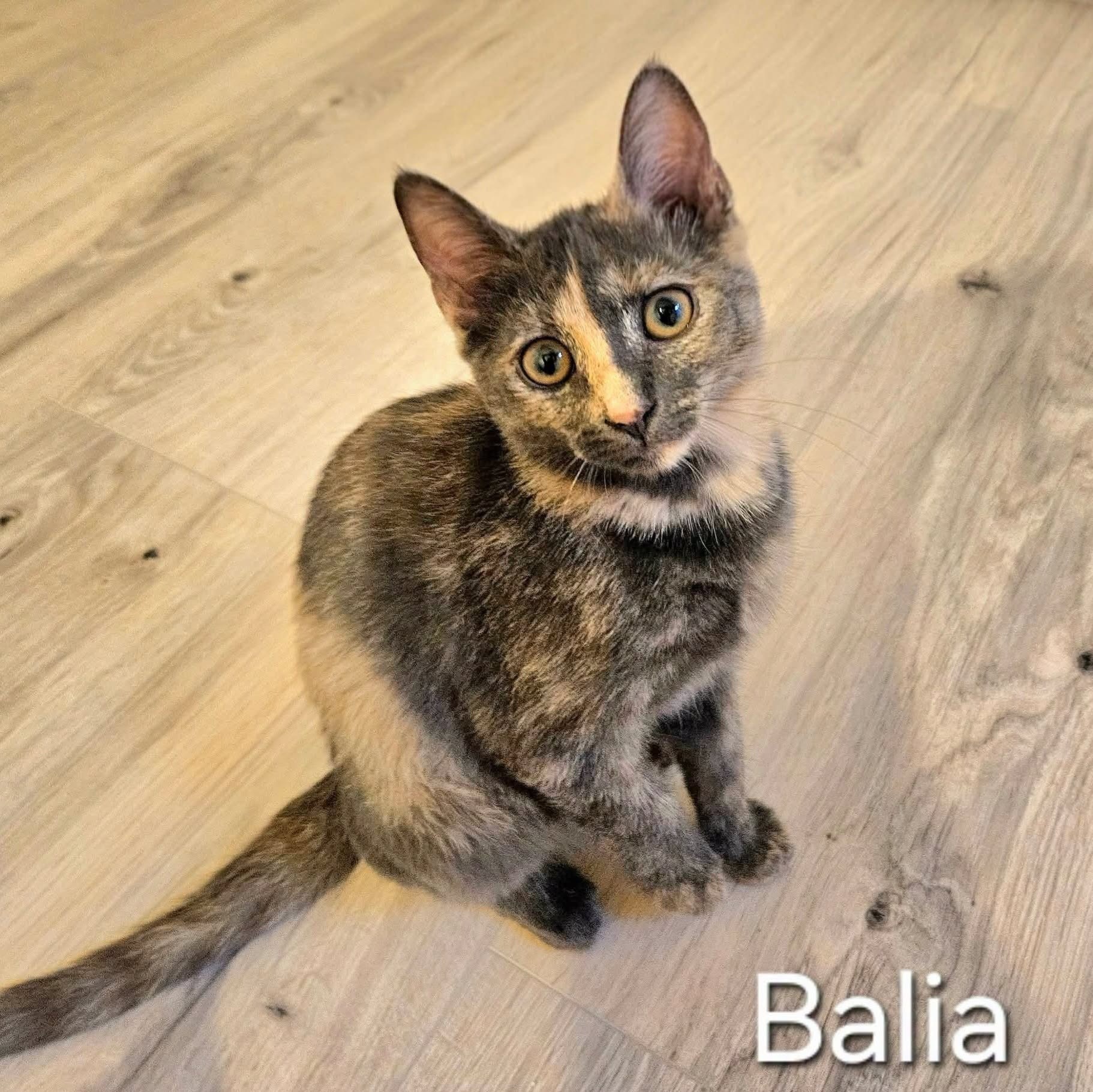 Adoption BALIA