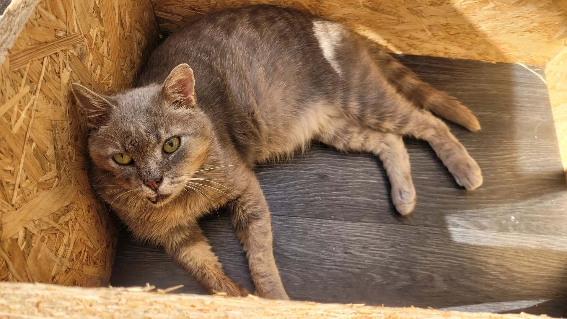 Adopter Rusty