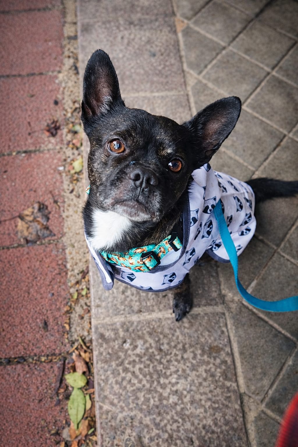 Adopter HAKU