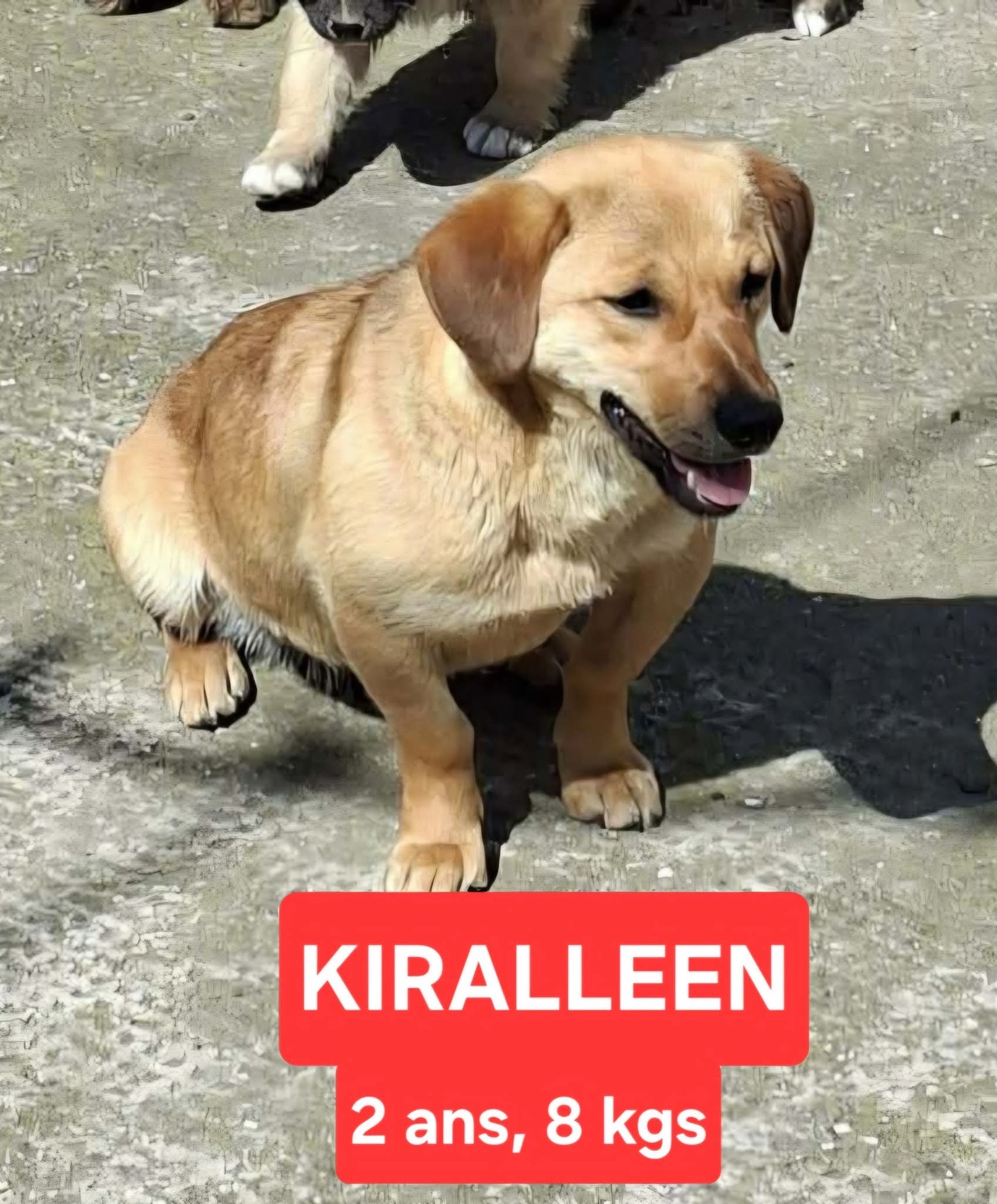 Adopter KIRALLEEN