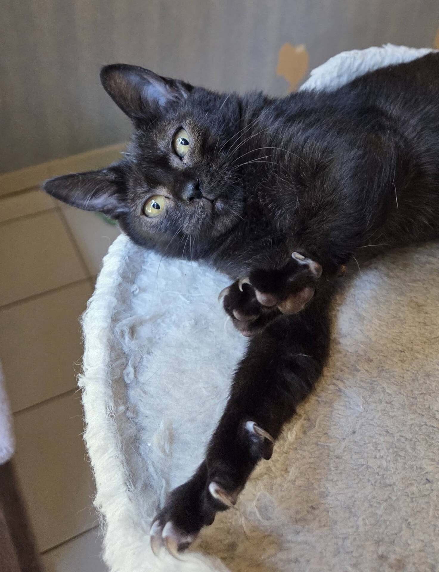 Adopter GOYAVE