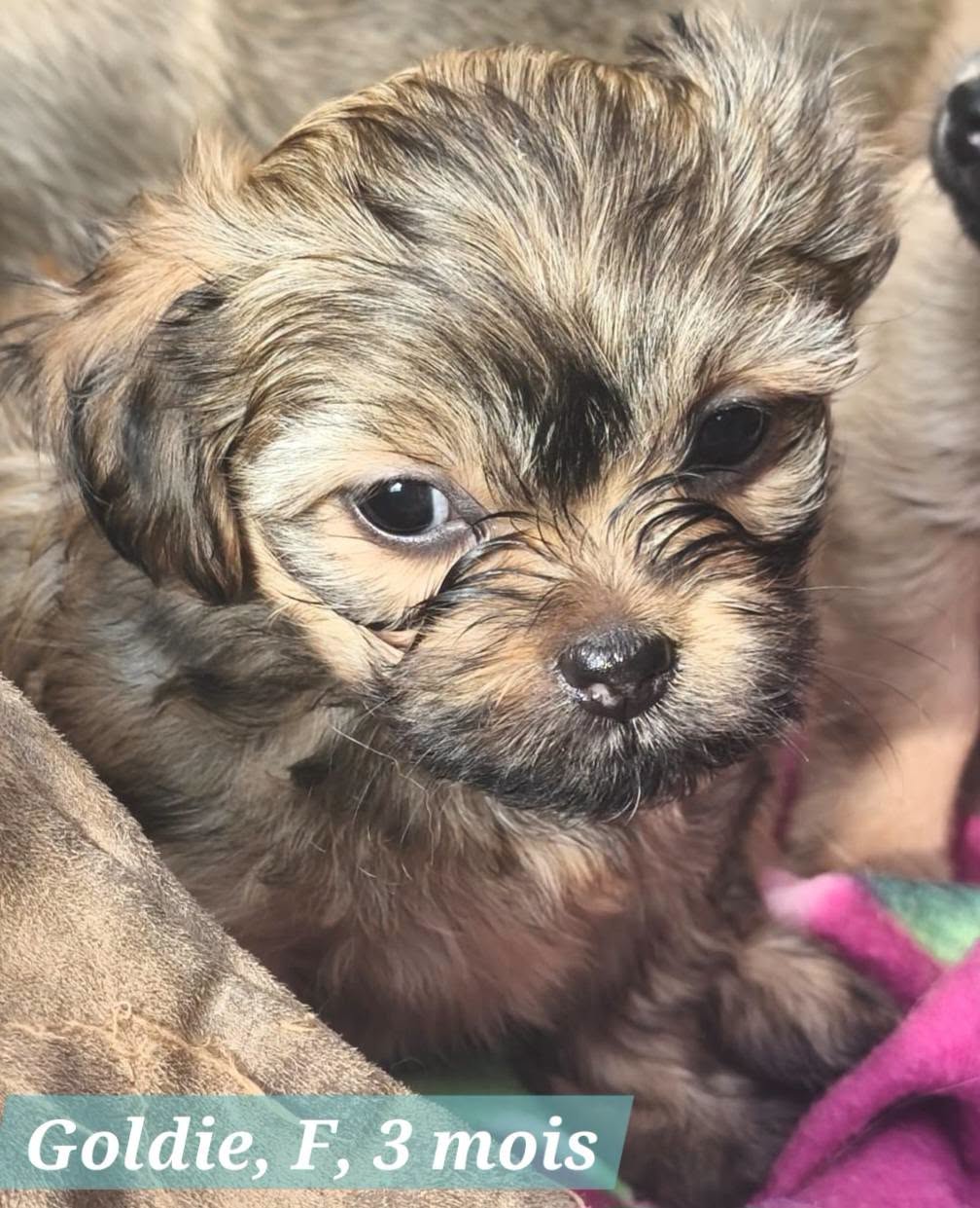 Adoption GOLDIE