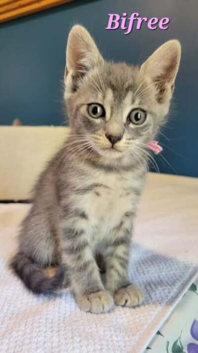 Adopter Bifree