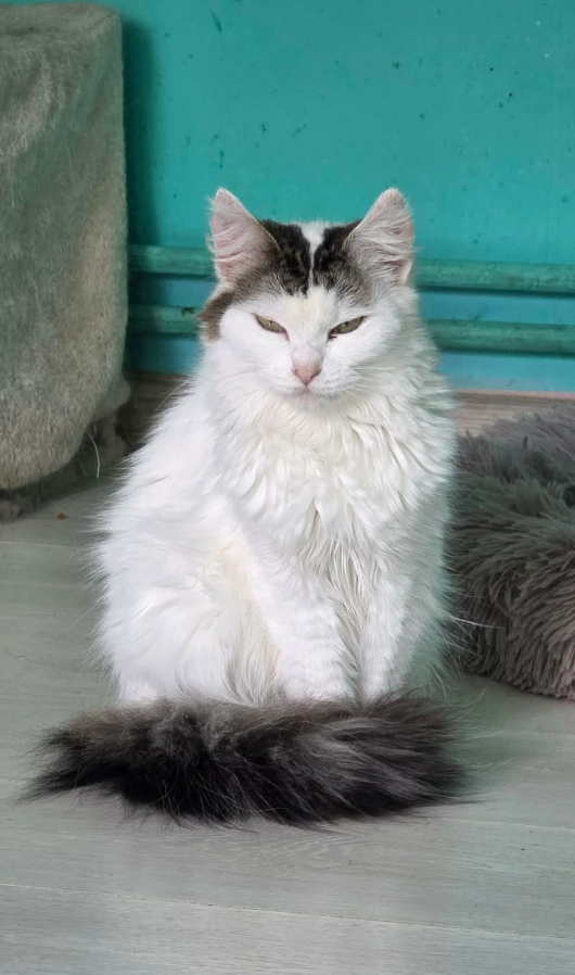 Adoption Winter