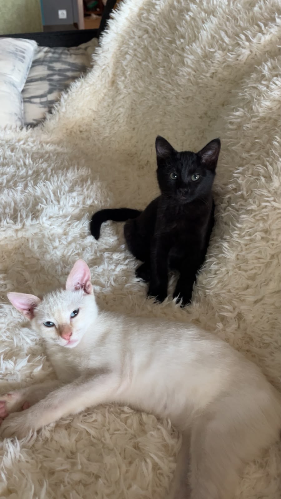 Adopter Nouméa