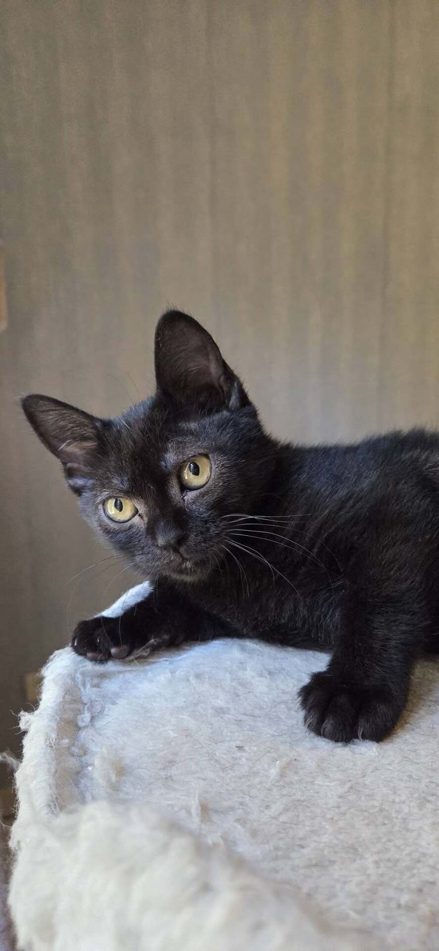Adopter GOYAVE