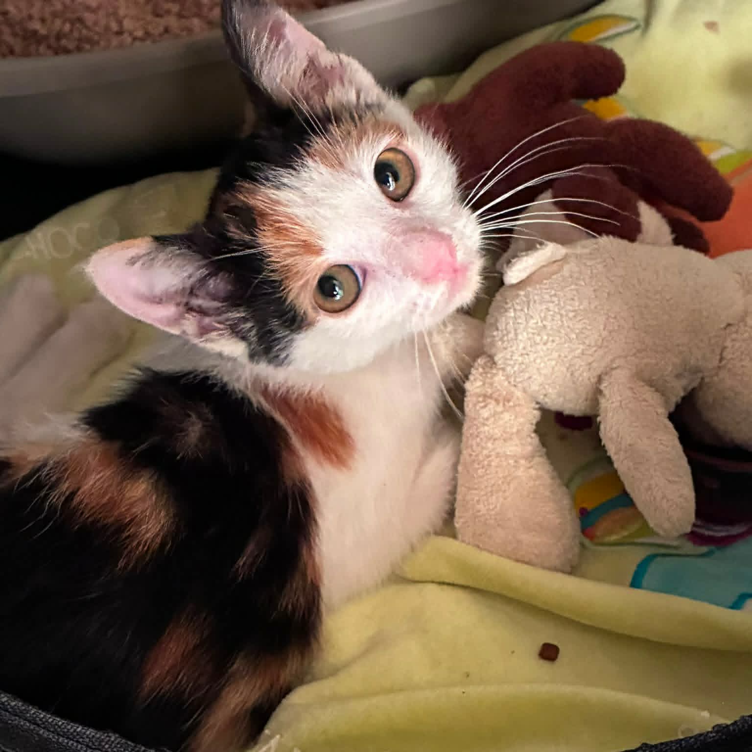Adopter ADA