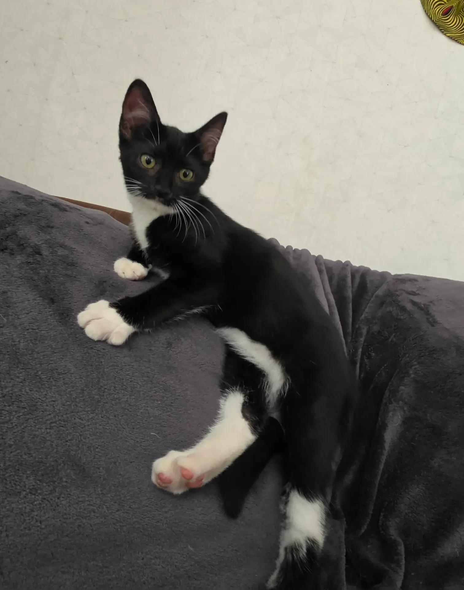 Adoption CALINE