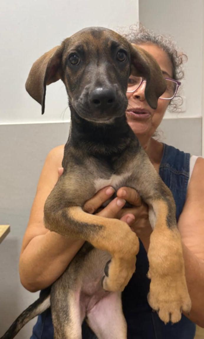 Adopter DAISIE