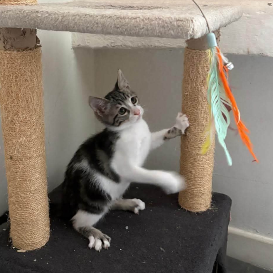 Adopter FERDINAND