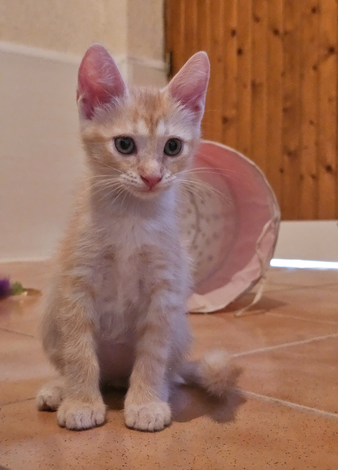 Adopter Bambi