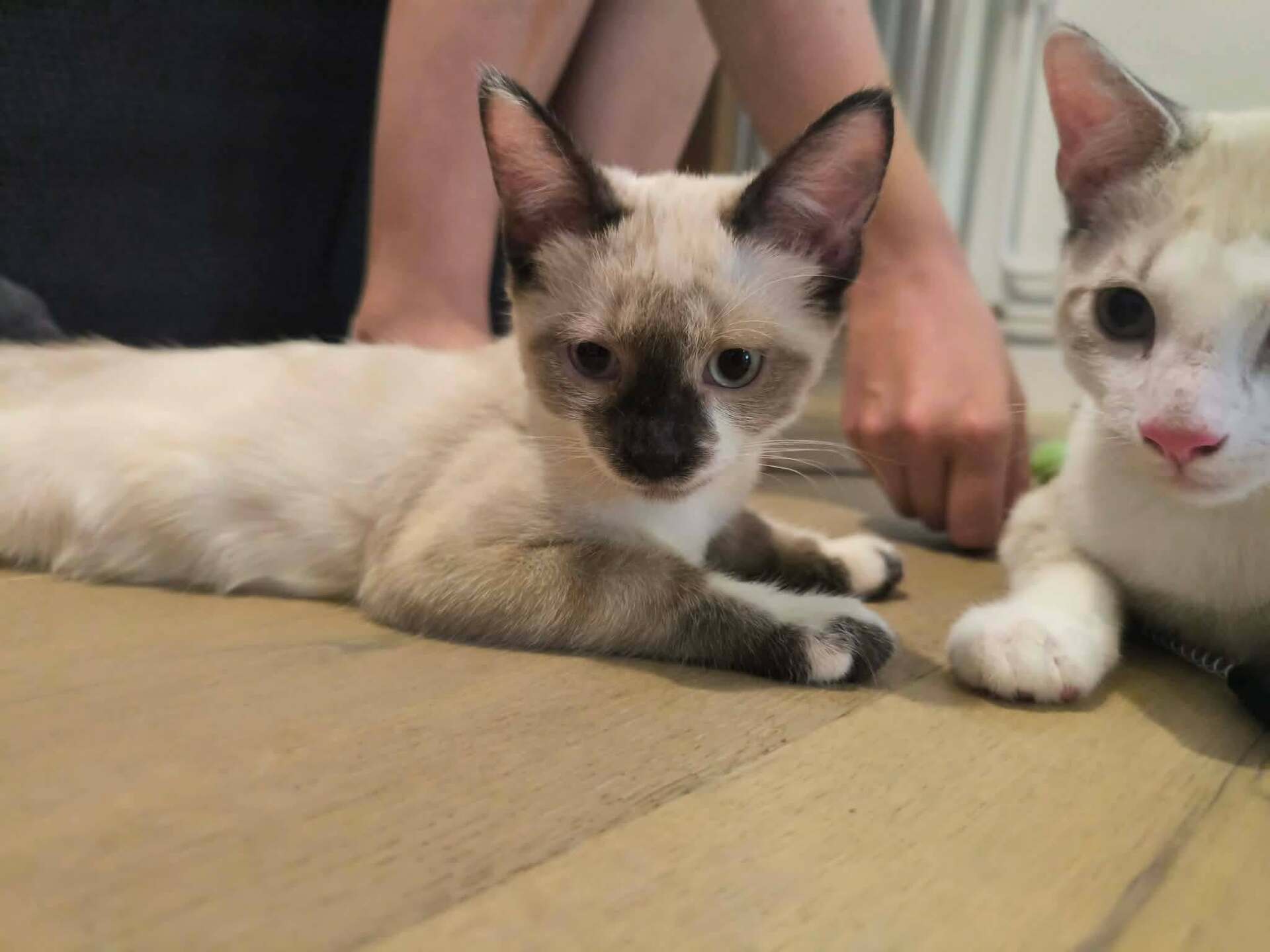 Adoption Fuga