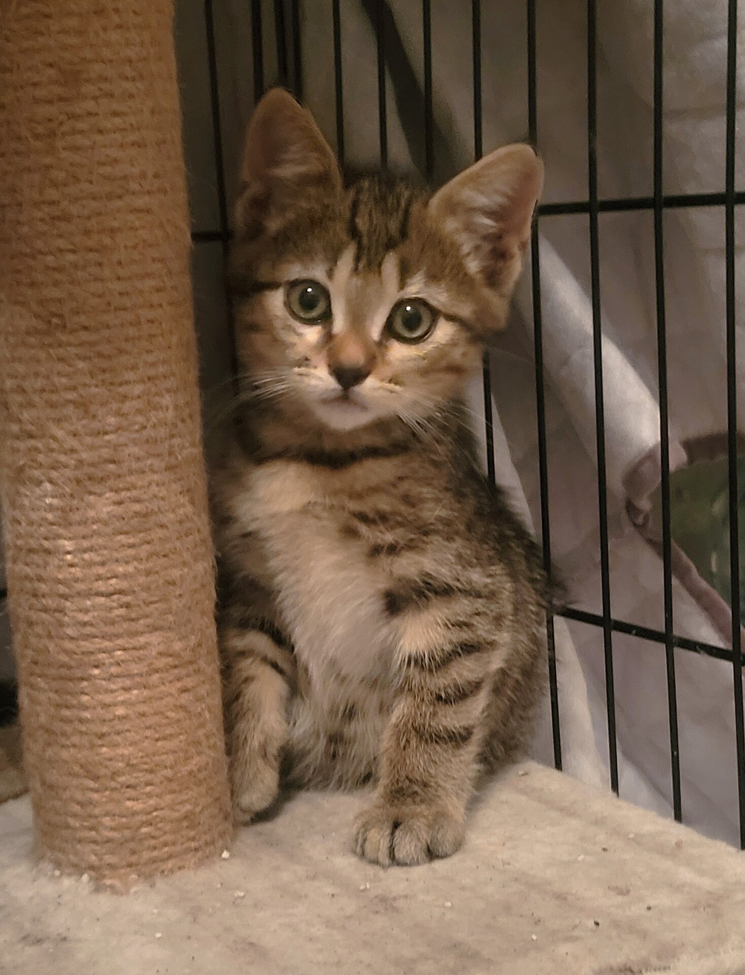 Adopter Tigrou