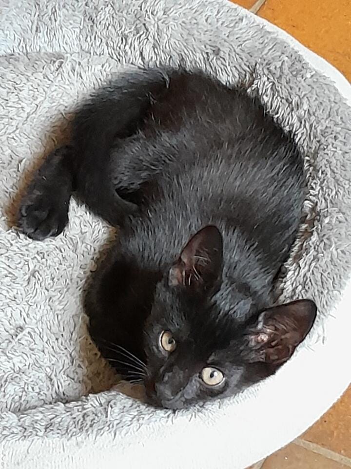 Adopter Tinours