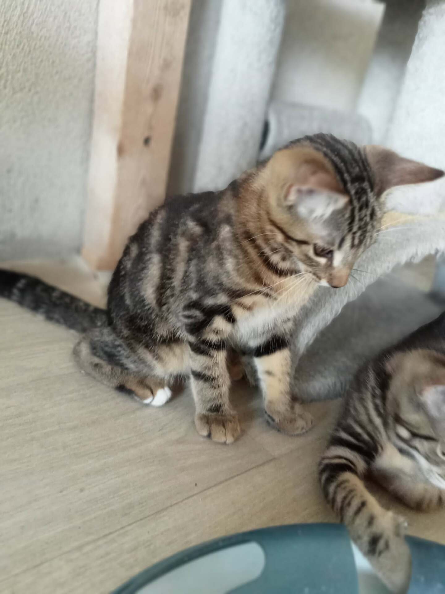 Adopter BUBBLE
