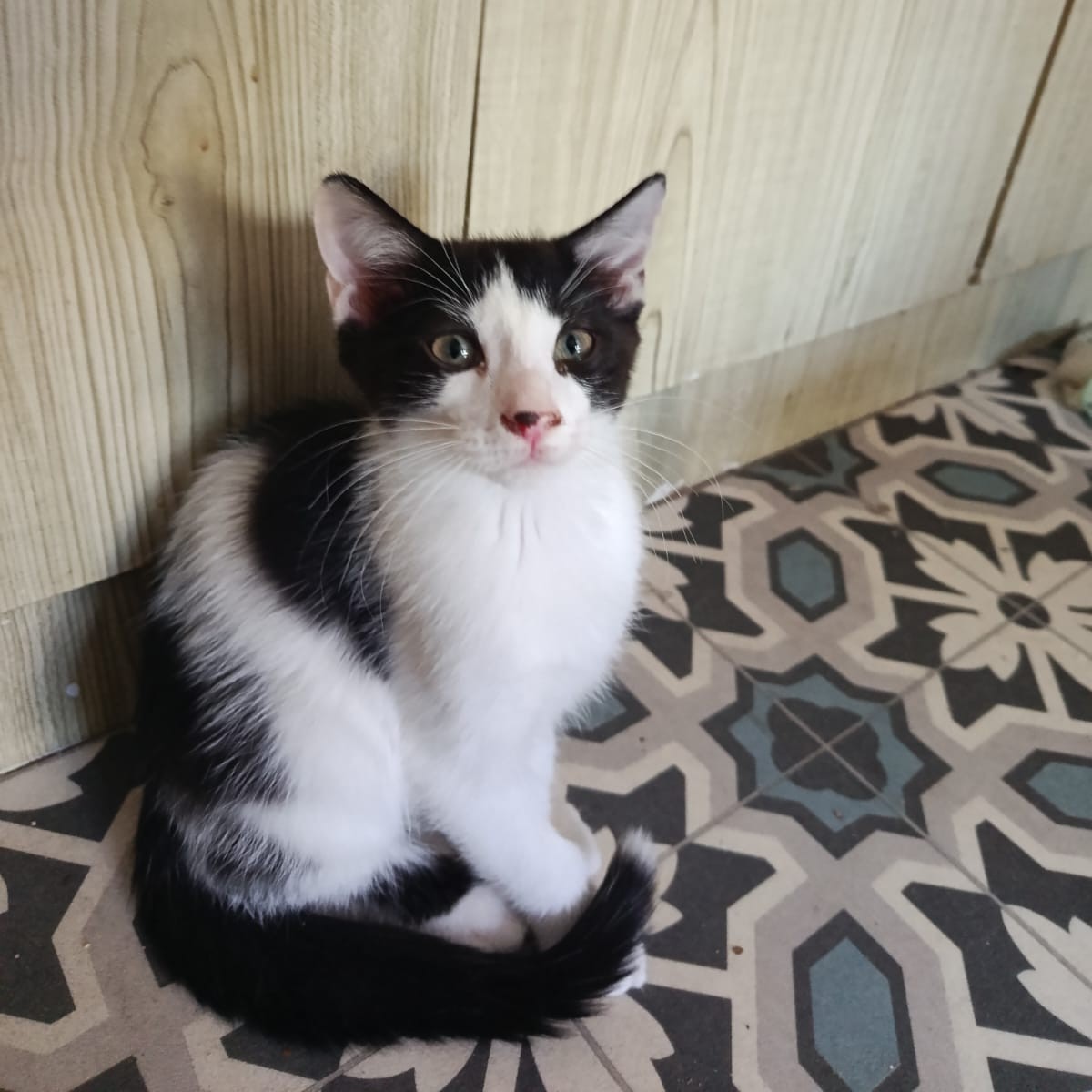 Adopter Dontella