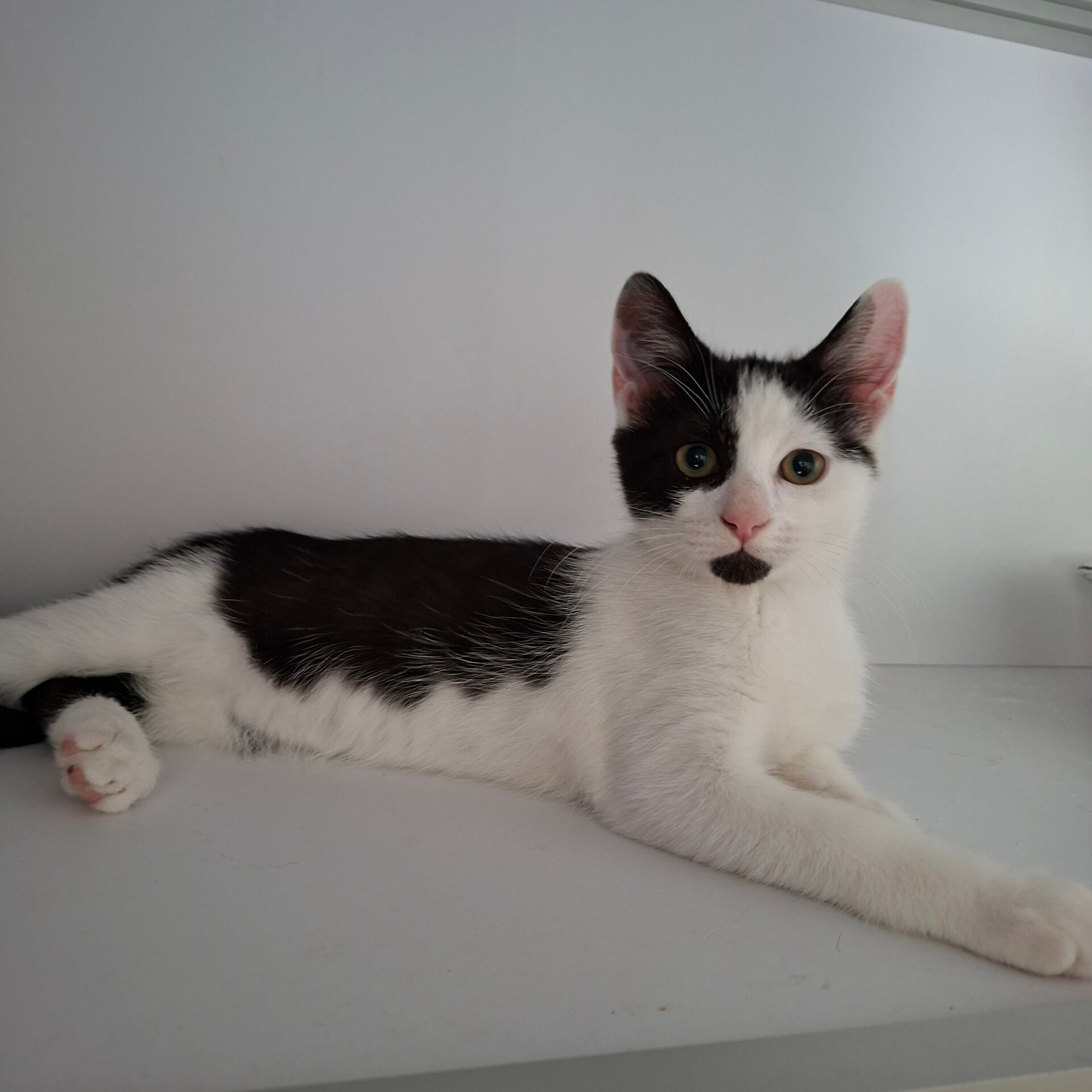Adopter BEIJIN