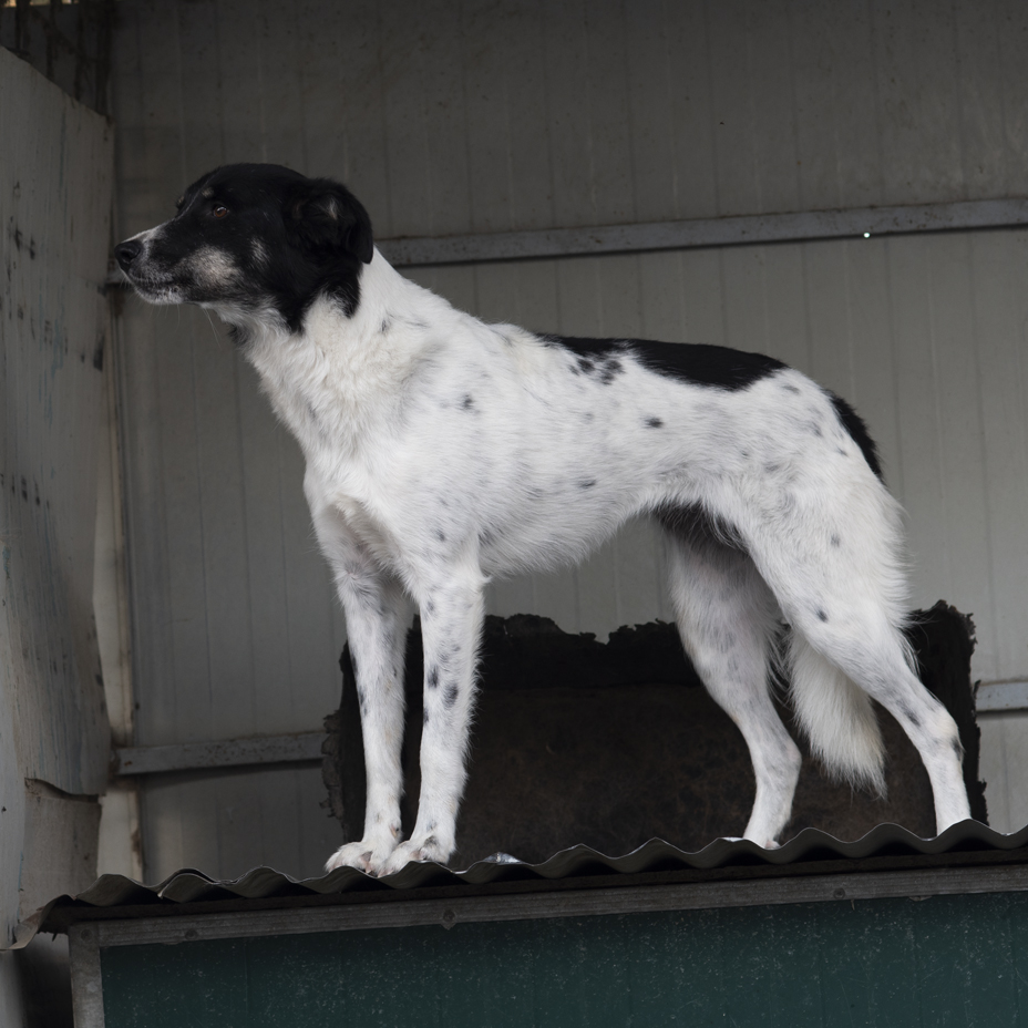 Adopter Victoria