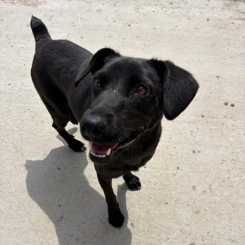 Adopter LAIKA