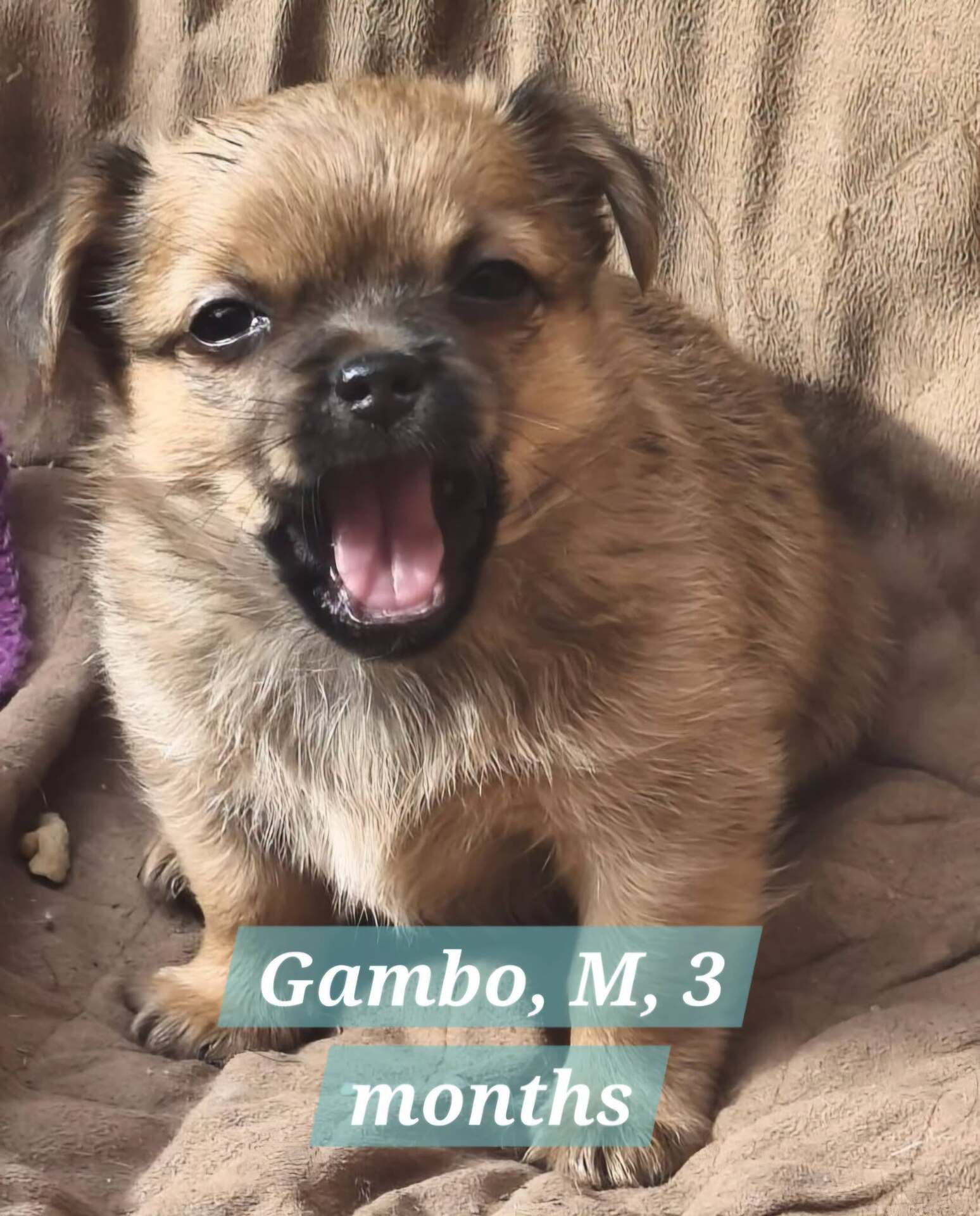 Adopter GAMBO