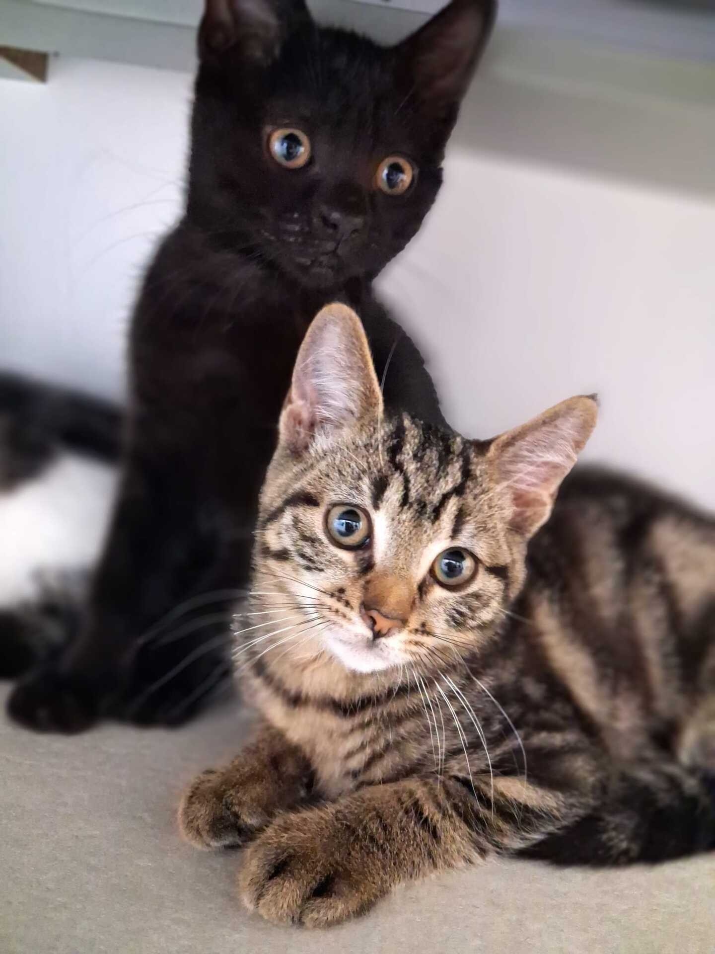 Adoption Pistache