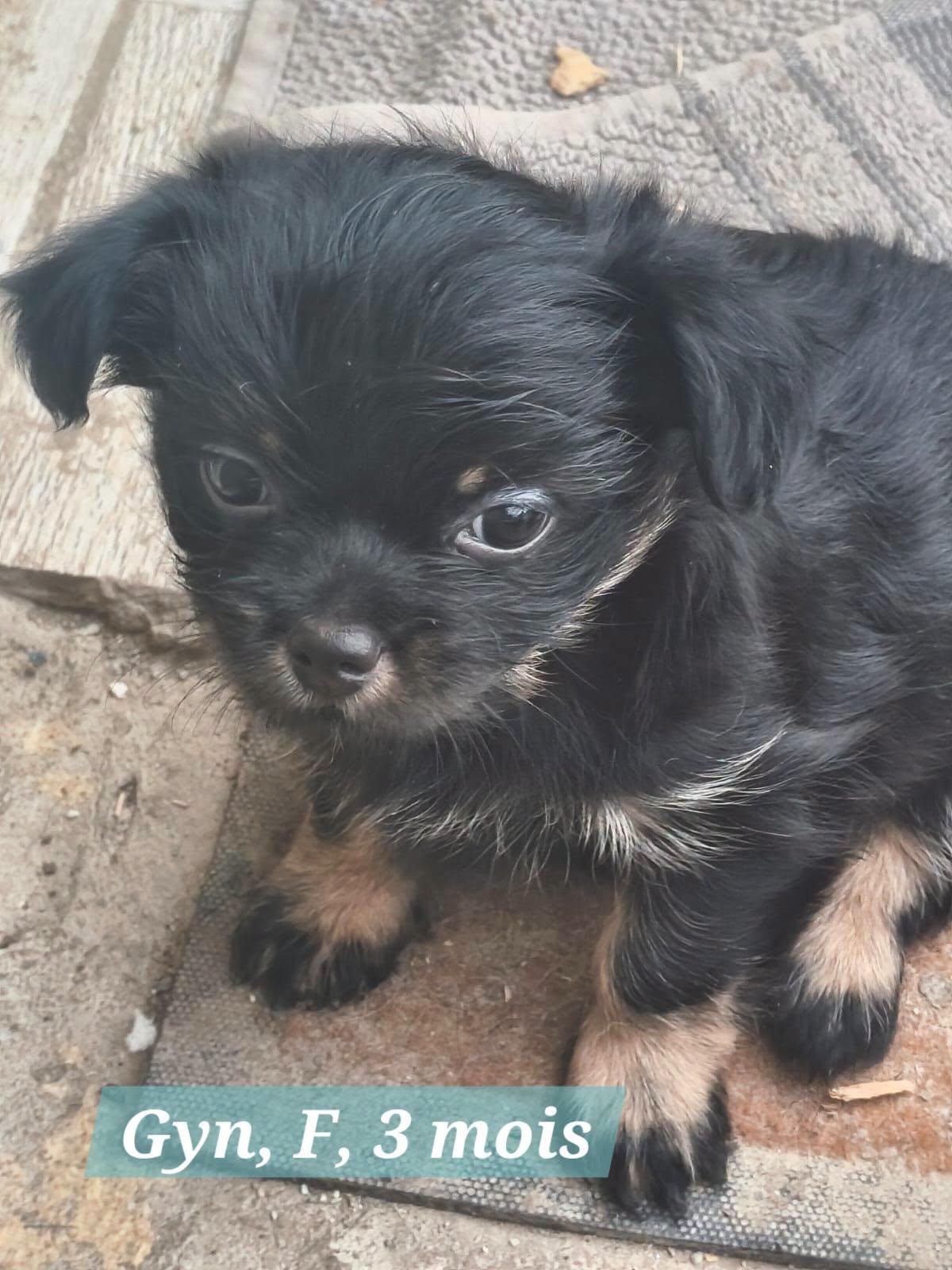 Adopter GYN