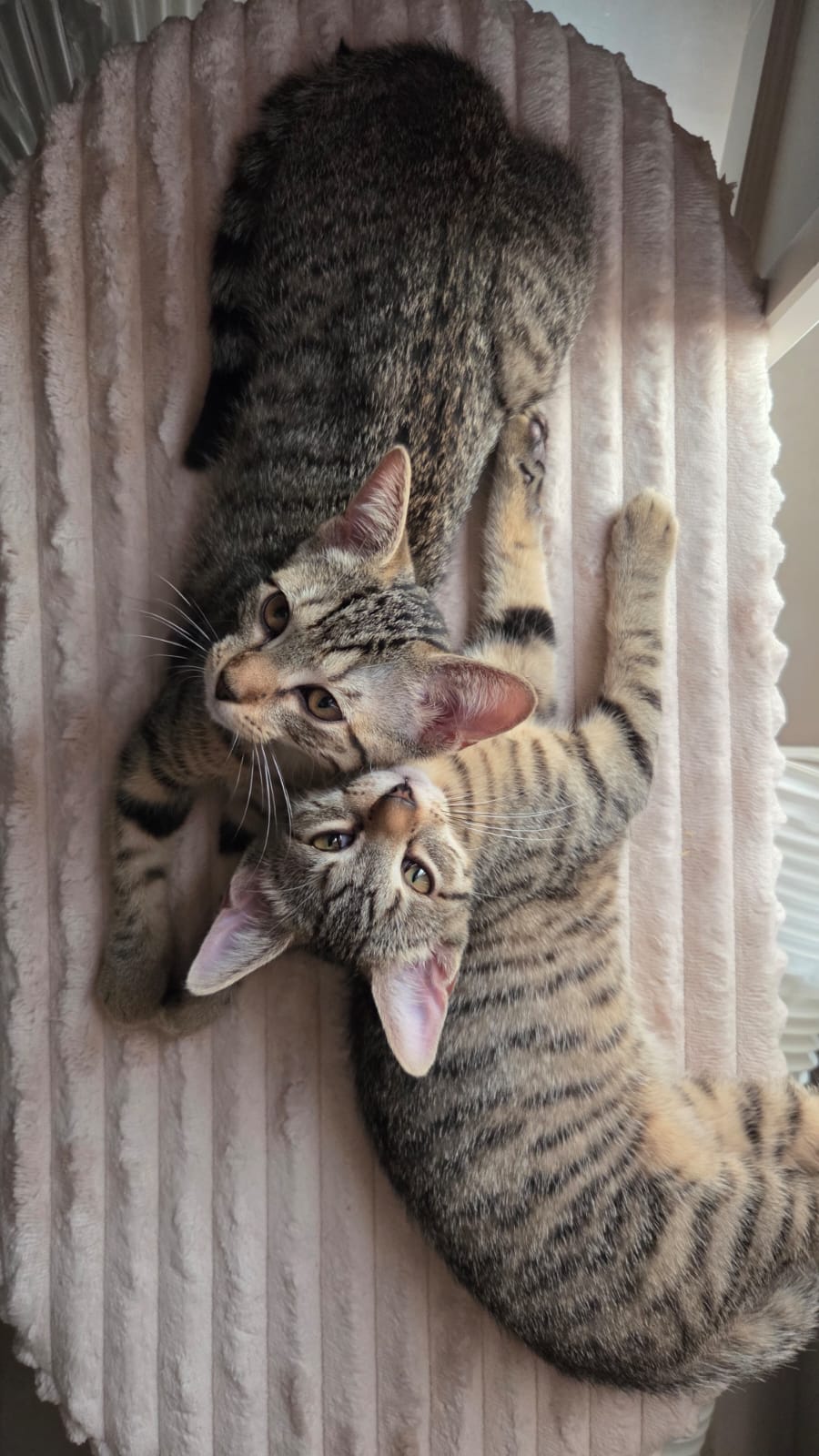Adopter Chanelle et Malice