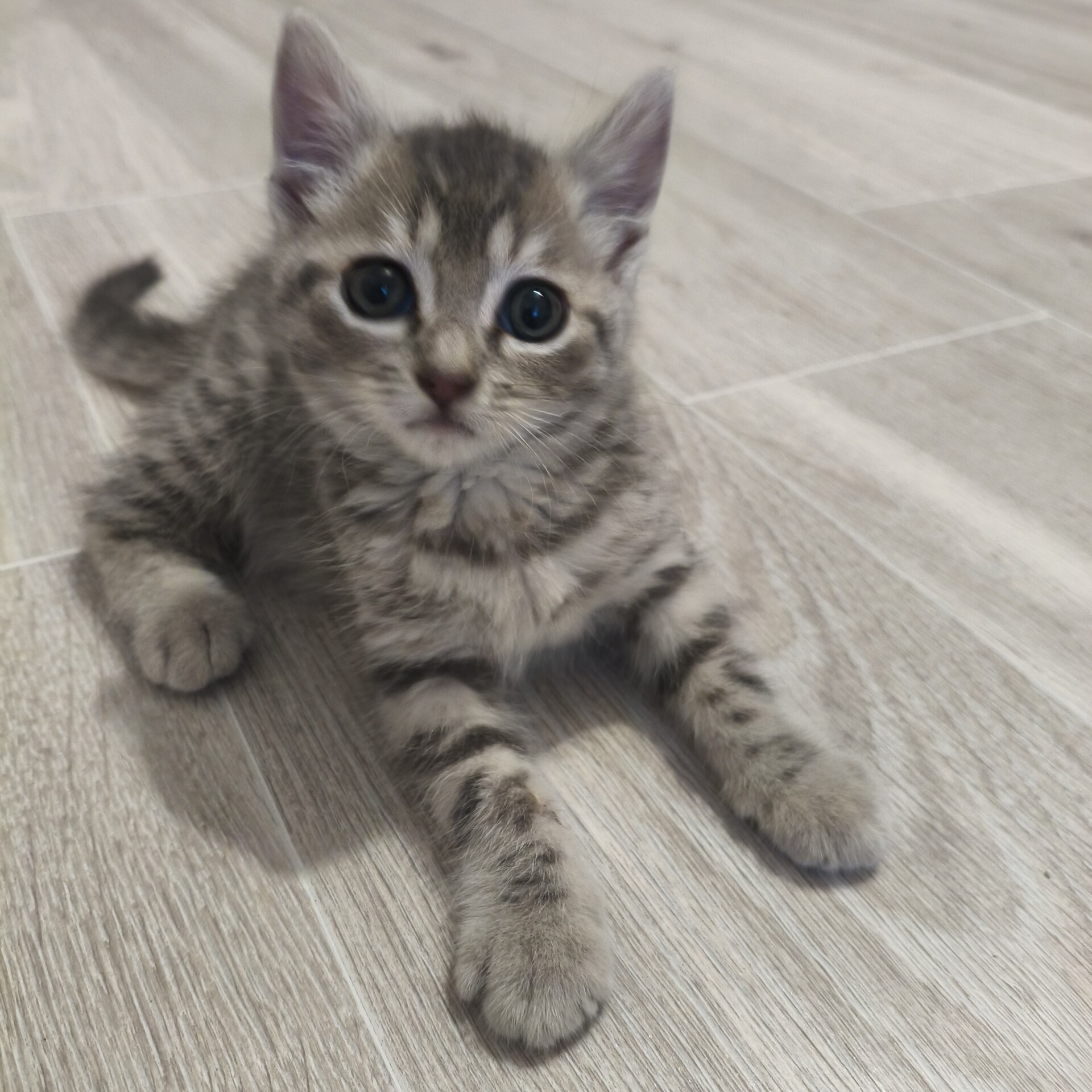 Adopter BURBERRY