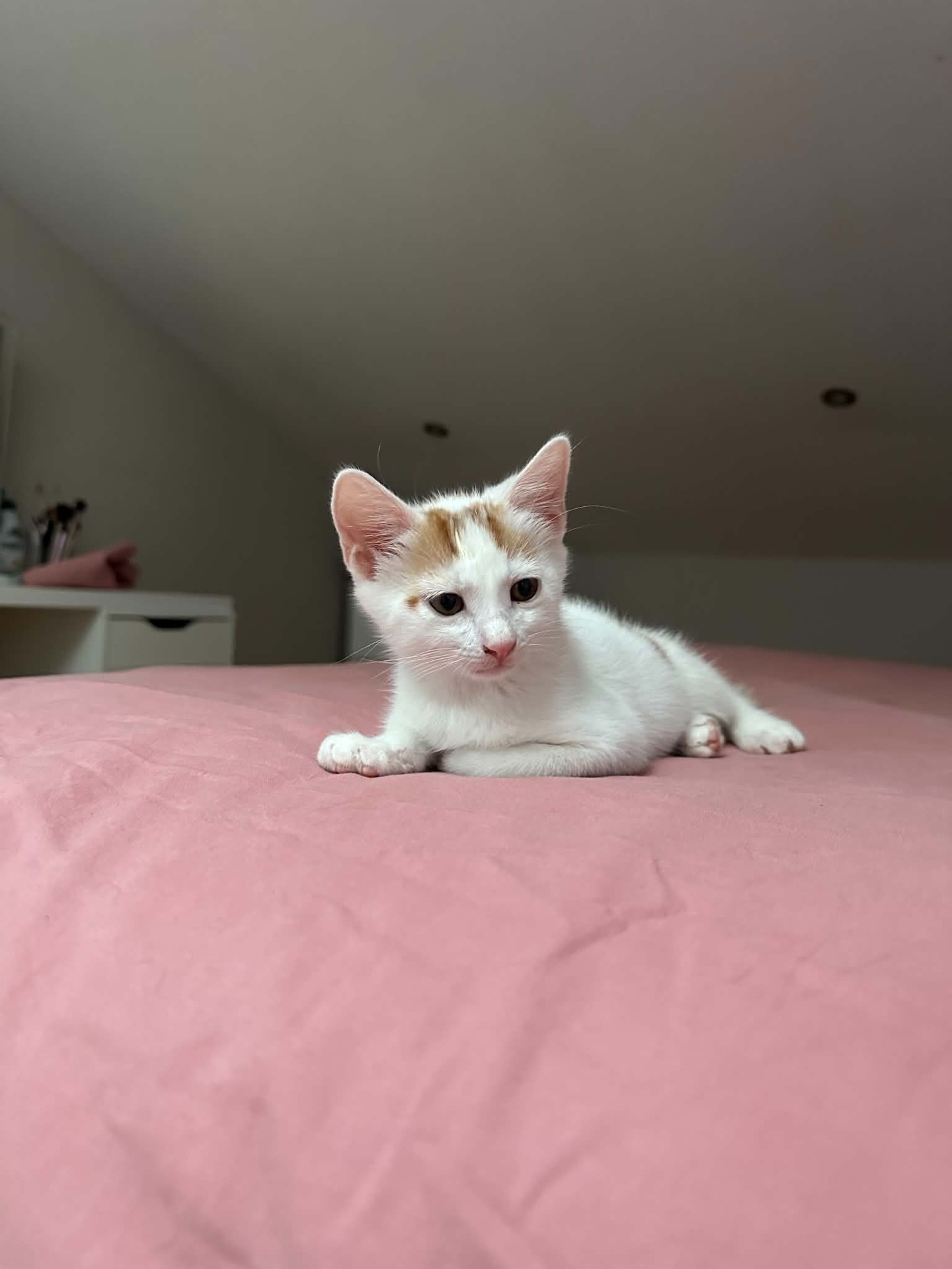 Adopter Ace