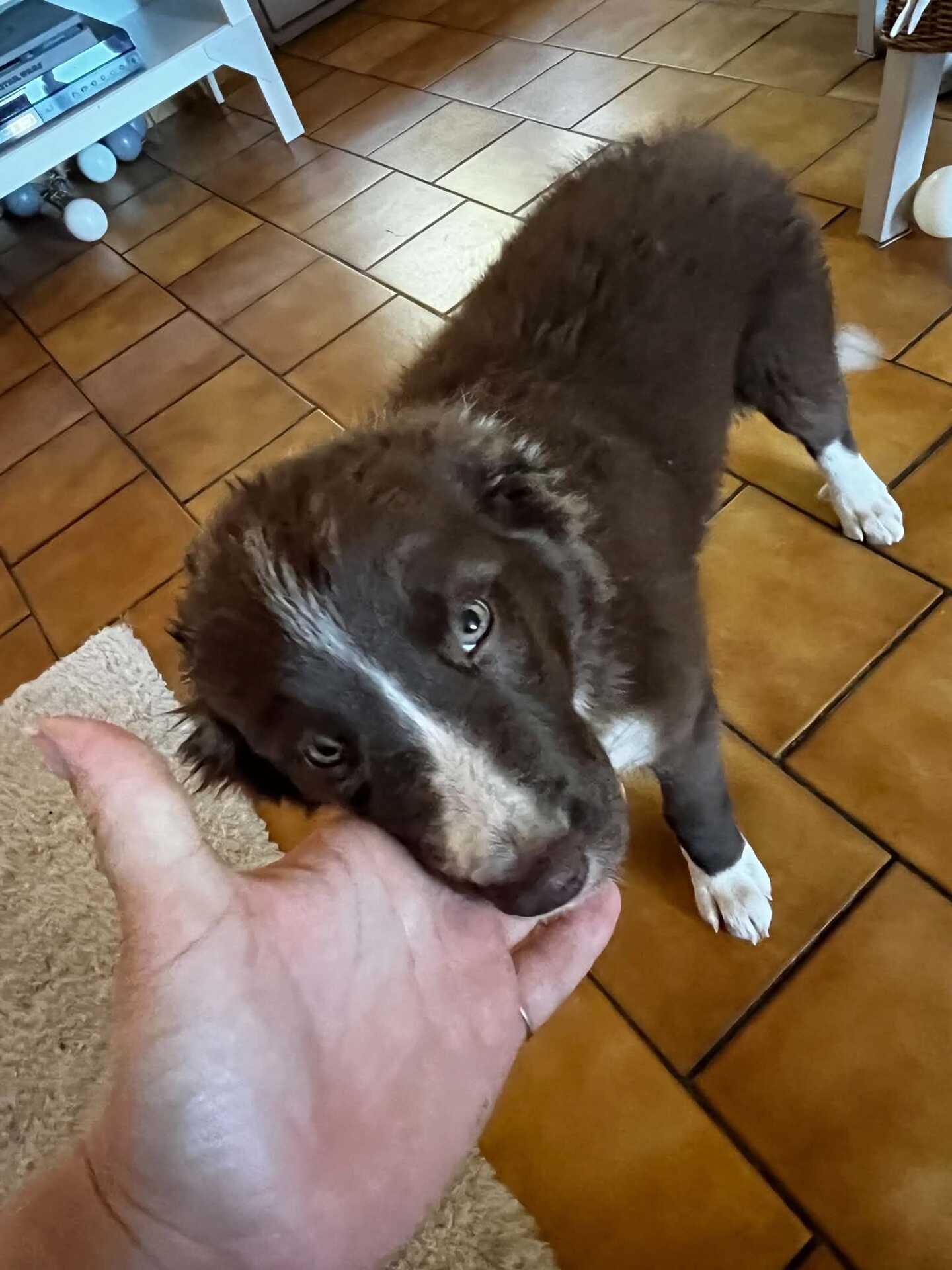 Adopter Bella