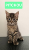 Pitchou petit de ninou