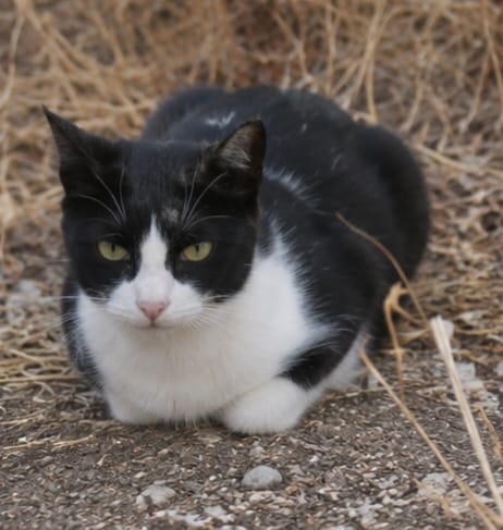 Adopter Chipie