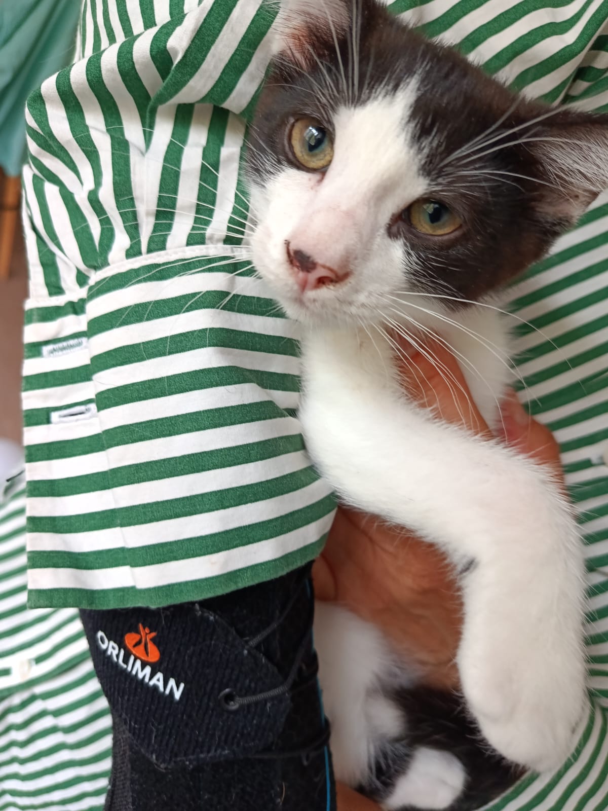 Adopter Dontella